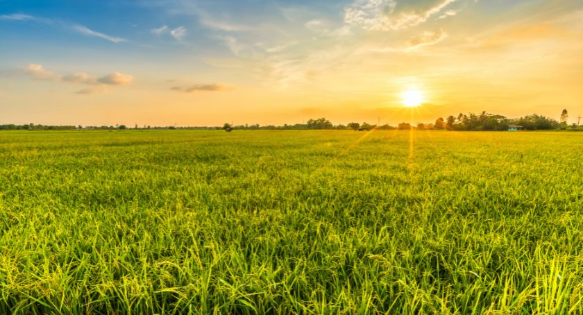 RFI Ingredients Redesigns Website to Power Innovation